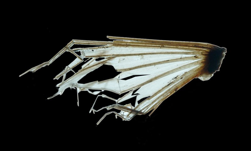 A luminous white skeleton of a fish fin, dried and collected. The fin has six horizontal struts and tattered dried skin in between.