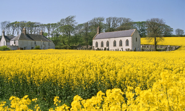 A historic church standing in a field of yellow flowers.